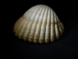 shell